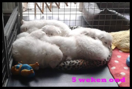 5 weken oud